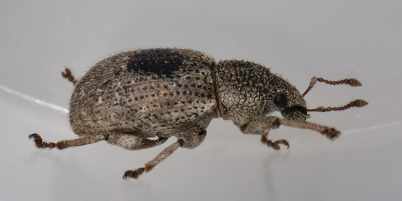 Mesagroicus amicalis - Curculionide